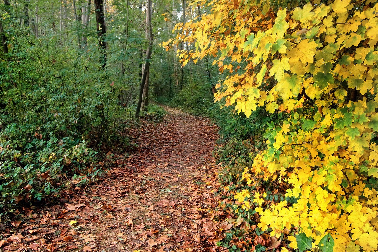 découvrez les routes panoramiques qui vous mèneront à travers des paysages à couper le souffle. que ce soit pour un voyage en famille, une escapade romantique ou une aventure en solo, ces trajets pittoresques vous offriront des vues imprenables et des moments inoubliables sur la route.