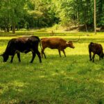 découvrez ce qu'est l'empreinte carbone, comment elle est calculée et des conseils pratiques pour réduire votre impact environnemental au quotidien.