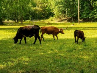 découvrez ce qu'est l’empreinte carbone, son importance pour l’environnement, comment la mesurer et les actions à adopter pour la réduire efficacement au quotidien.