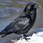 découvrez les pannes les plus fréquentes, leurs causes et des conseils pratiques pour éviter ou réparer les dysfonctionnements courants de vos appareils ou véhicules.