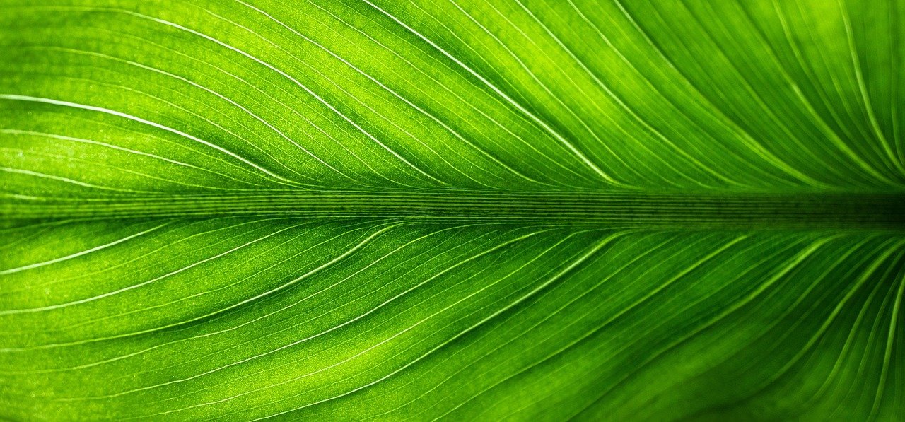 découvrez les fabricants de voitures éco-responsables qui allient innovation et respect de l'environnement pour un avenir durable.